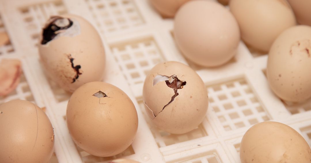 Oeuf fécondé Ma paulette